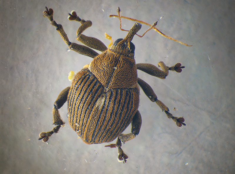 Mononychus punctumalbum